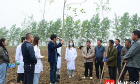 漫天飞舞的“毛毛雨”有救了！南林大团队研发新技术，解“杨絮之恼”