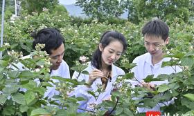 在纳米保鲜膜里添加植物精油，他们攻克了黑莓保鲜的“大难题”