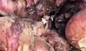 行拘！山东再回应幼儿园给孩子吃“生蛆肉”：前厨师为泄私愤造谣