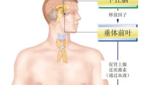 孩子“越骂越笨”，是真的！脑科学研究表明，不当教育对孩子大脑“有毒”