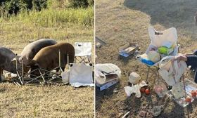 大学生野餐食物被散养猪吃掉，当事人：又吃惊又好笑，没要赔偿