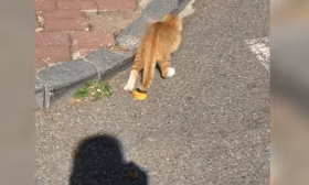 高校大学生围观猫抓老鼠，不料橘猫太紧张＂失手”