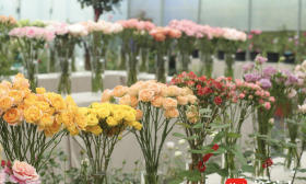100多种月季新品亮相！五一来南农月季展赏花吧