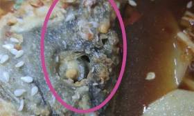 官方通报“焦作师专食堂烤鱼现蛆虫”：情况属实，立案查处