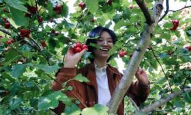 亲手采摘制作山楂美食，北京化工大学实践活动让学生感受劳动之美