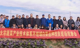 “紫秀丽”“甜梗白”“黄玫瑰”……一批新奇特白菜品种在宁亮相