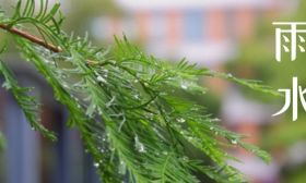雨水至，万物生