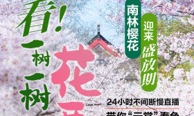 看一树一树的花开！本报推出24小时不间断慢直播，邀你“云赏”南林樱花