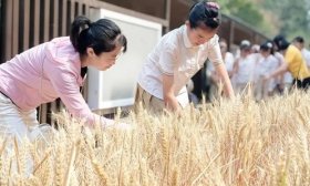 劳动是最好的“儿童节礼物”！丰奥嘉园小学学生体验收麦子的乐趣