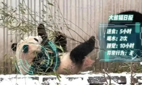 大学生“云”养熊猫，请全校喝“AI鸡汤”！