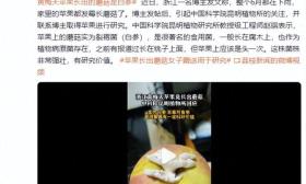 中科院回应黄梅天苹果长出蘑菇：实为白参 无毒可食用 有科研价值