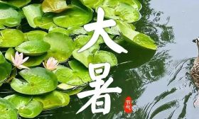 今日大暑 | 正是盛夏悦目时