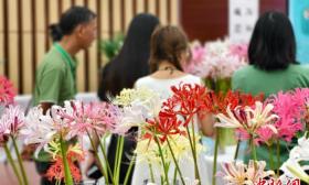 专家学者南京共探石蒜学术与产业发展