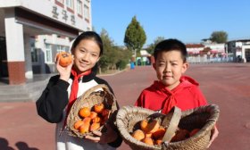 柿子丰收采摘忙！济南高新区这所小学校园“农场”进入丰收季