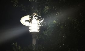 寻找山东最美大学|泰山学院田雨希：《灯》