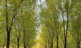 寻找山东最美大学|泰山学院张艺赢：《秋景》
