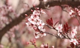 寻找山东最美大学|泰山学院张梦涵：《回味》