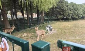 上海交大“顶流”小鹿死亡！疑似是它干的……