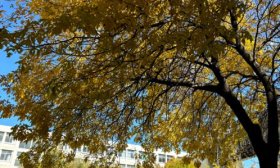 寻找山东最美大学|山东城市建设职业学院姚欣：《秋叶》