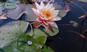 寻找山东最美大学|山东中医药大学战飞鸿：《渡》