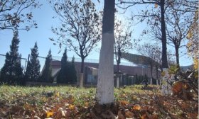 寻找山东最美大学|山东城市建设职业学院张古浩：《枫叶》