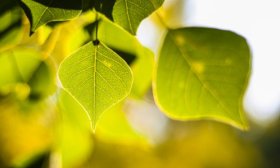 寻找山东最美大学|山东科技大学张振：《 翠影叶尖》等