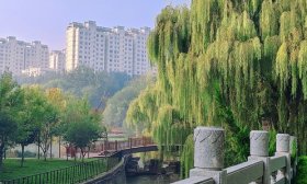 寻找山东最美大学|山东大学李国菊：《绿桥》