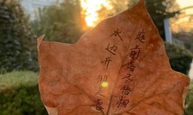 寻找山东最美大学|泰山学院冯芝强：《一叶知秋》