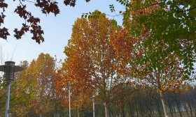 寻找山东最美大学|泰山学院芦春蕾：《落叶轻舞的求知之境》