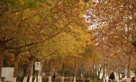 寻找山东最美大学|泰山学院艾博林：《泰院秋风图》
