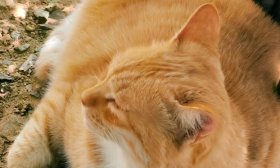 寻找最美山东大学|泰山学院张婷：《金秋橘猫》