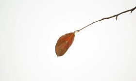 寻找山东最美大学|泰山学院黄欣雨：《黄》