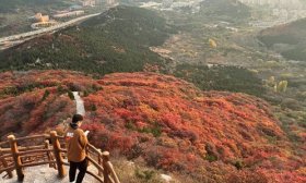 寻找山东最美大学|山东大学王克圣《秋韵背影》