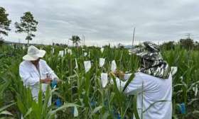 在海南和玉米一起“过年”，北京农学院师生春节值守南繁基地育种
