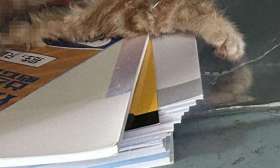 安徽高校猫咪惨死被塞进课桌？警方：调取监控后发现是被其他猫咬死的