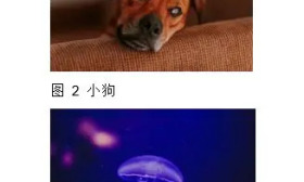 100张图片自动编号，10秒搞定，再也不用做加班狗了【Word教程】