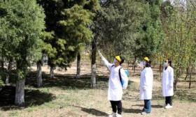 控圆柏花粉，北京农学院研发的花粉固定剂明年将在北京城六区使用