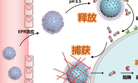 东南大学破局癌症化疗难题，让药物更精准“锁定”肿瘤