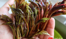 春夏之交吃啥？點擊查看文人們的花式餐單