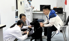 9只待训幼犬亮相，将在北京市导盲犬培训基地接受12大模块训练
