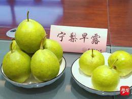 熟啦，南农“宝藏好梨”上新，甜透整季！