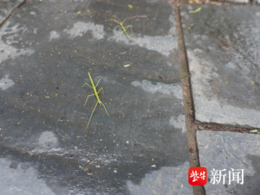 火爆出圈的老山竹节虫，南林大师生更懂它！