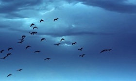 重讀泰戈?duì)枴讹w鳥集》：感受經(jīng)典文本超越時(shí)空的“震顫”