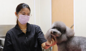 一位00后宠物美容师和她的400多个“毛孩子”顾客