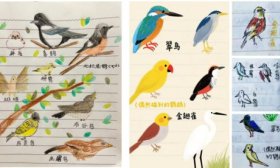 飞羽寻踪记 济南高新区康虹路小学“鸟与自然同萌小组”观鸟纪实