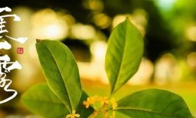 秋深露重，诗意正浓