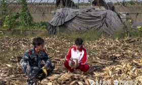 “在老家掰了7天半玉米”的大学生走红：未来要靠专业帮农民减负