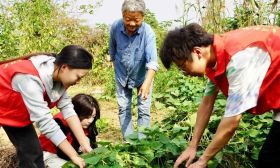 青春活力行，实践绽芳华