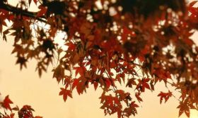 人间霜降，秋日终章