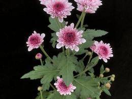 菊花新网红“丹心”“粉莺”“红蕊”争奇斗艳，未来有望见到“蓝菊花”“荧光菊”